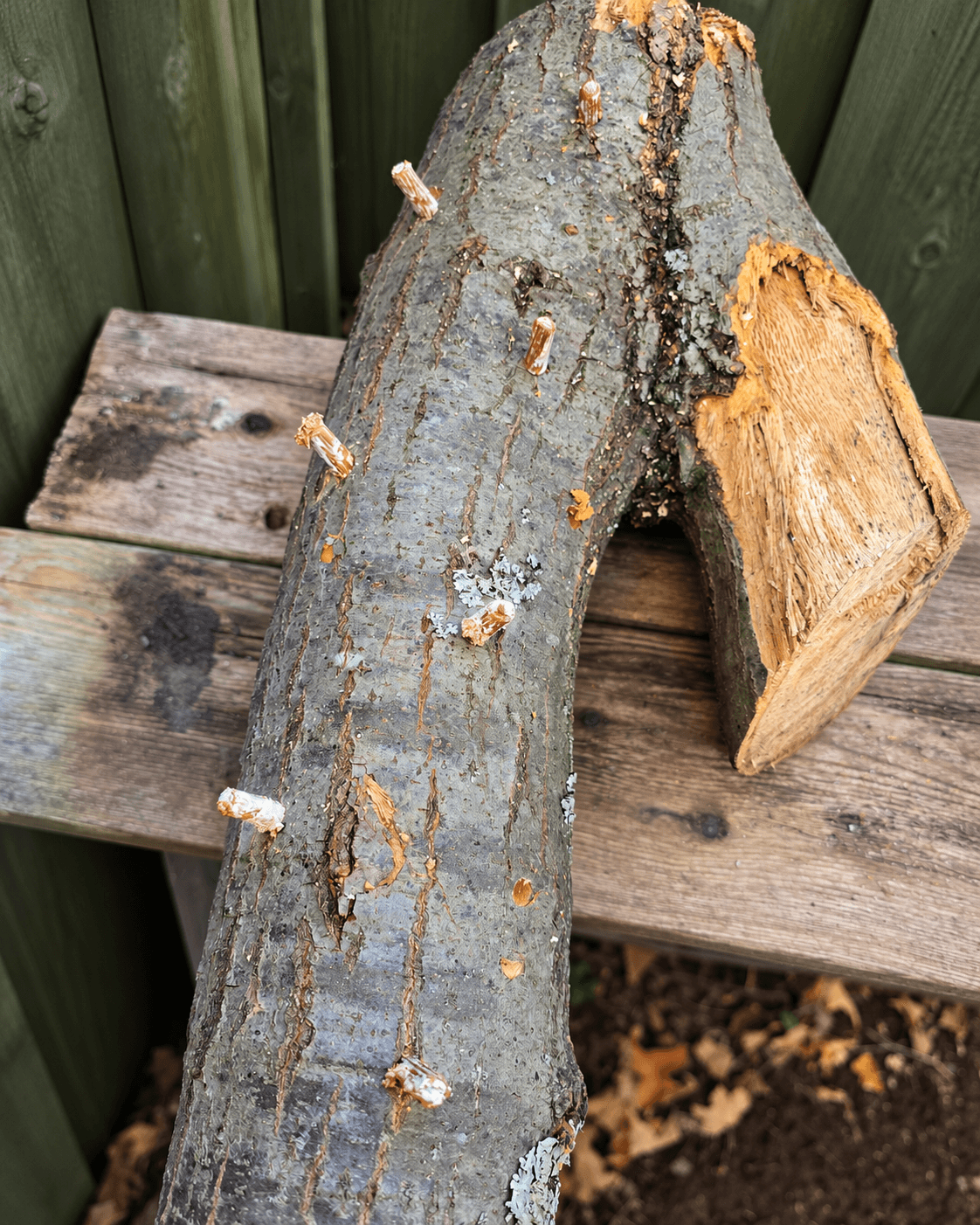 Close detail of a forked hardwood log after plug inoculation